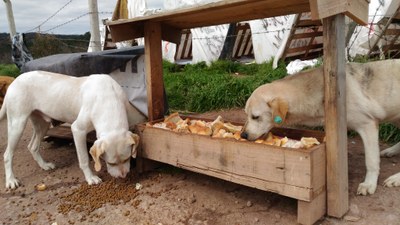 Zeelandia’dan Sokak Hayvanlarını Besleme Projesi’ne Destek